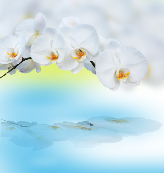 Крупный план орхидей с отражением
. - Фото, изображение