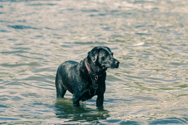 Labrador - Fotoğraf, Görsel