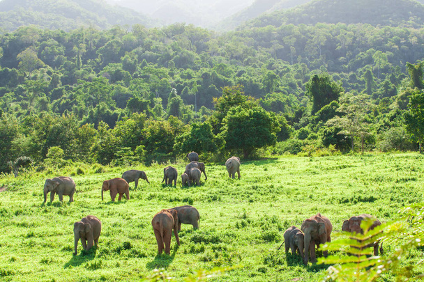 Un troupeau d'éléphants d'Asie sauvages se nourrit dans les prairies
. - Photo, image