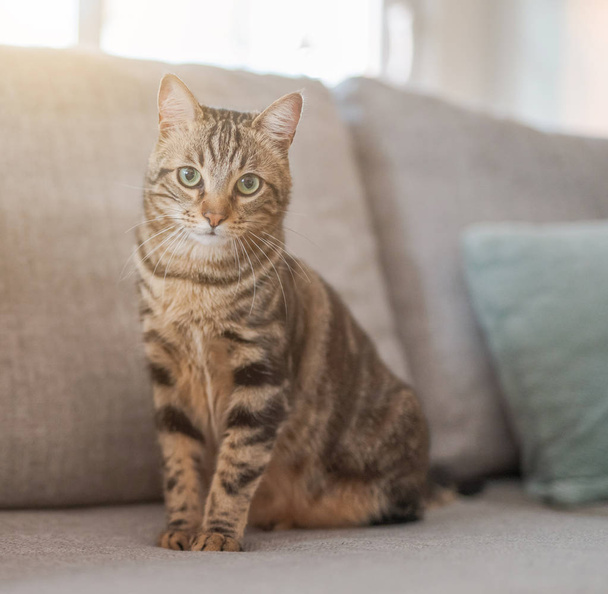 Beautiful short hair cat lying on the sofa at home - Foto, Imagen