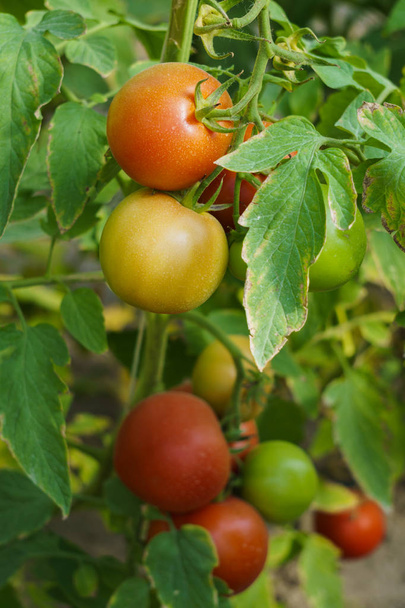 Φωτογραφία με κόκκινες και πράσινες ντομάτες ωριμάζει στο θερμοκήπιο στους θάμνους. - Φωτογραφία, εικόνα