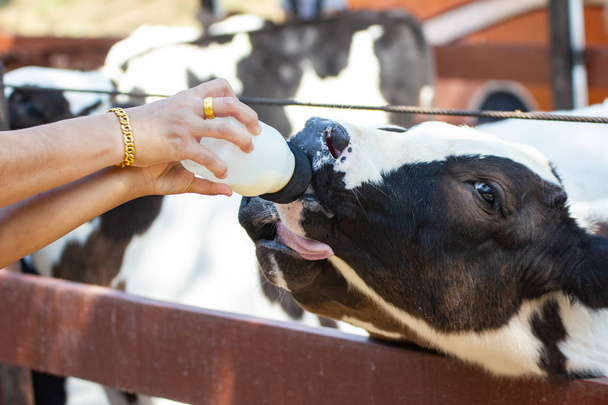 クローズアップ - 手の女性によってミルクボトルに餌を与える赤ちゃんの牛  - 写真・画像