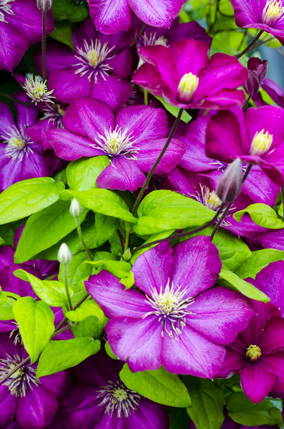 Belle floraison clématite buisson avec des fleurs violettes et des feuilles vertes
. - Photo, image