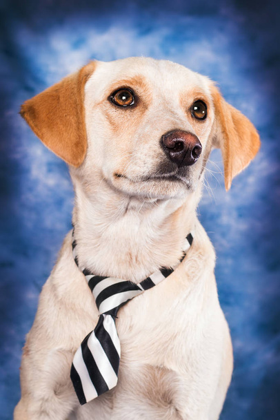 Carino cane di razza mista beige posa contro sfondo blu
 - Foto, immagini