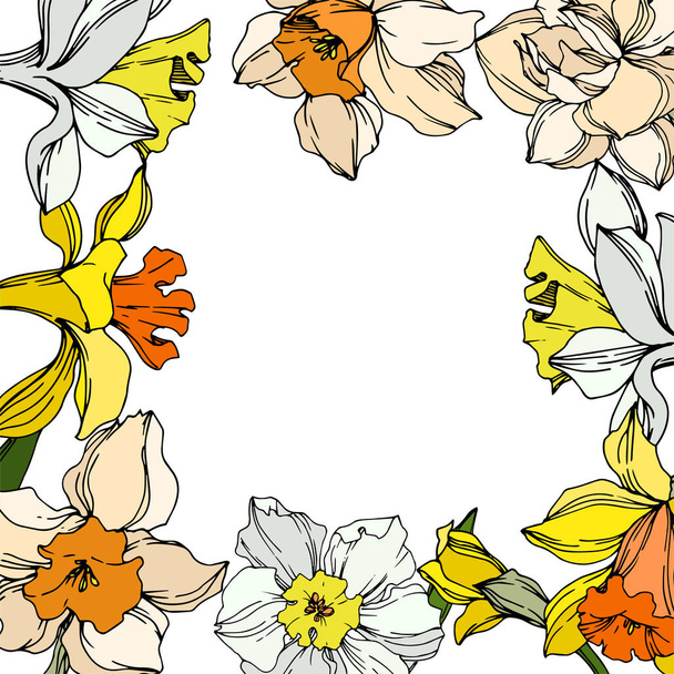 Vector Narcissus floral botanical flower. Black and white engraved ink art. Frame border ornament square. - Vector, Image