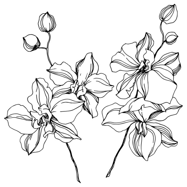Orchid floral botanical flowers. Black and white engraved ink art. Isolated orchids illustration element. - Vector, Image