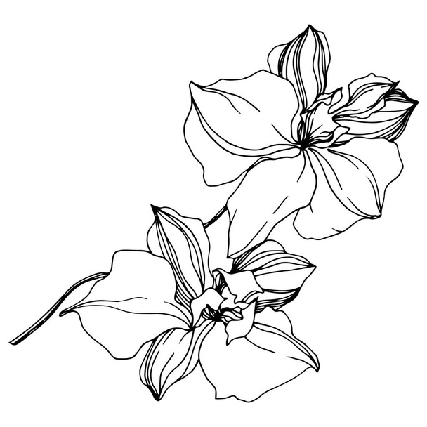 Vektorové orchideje květinové botanické květiny. Černé a bílé ryté inkoustem. Izolované orchideje, ilustrace. - Vektor, obrázek
