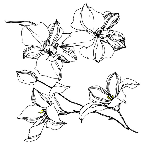 Vector Orchid flores botánicas florales. Tinta grabada en blanco y negro. Elemento ilustrativo de orquídeas aisladas
. - Vector, imagen