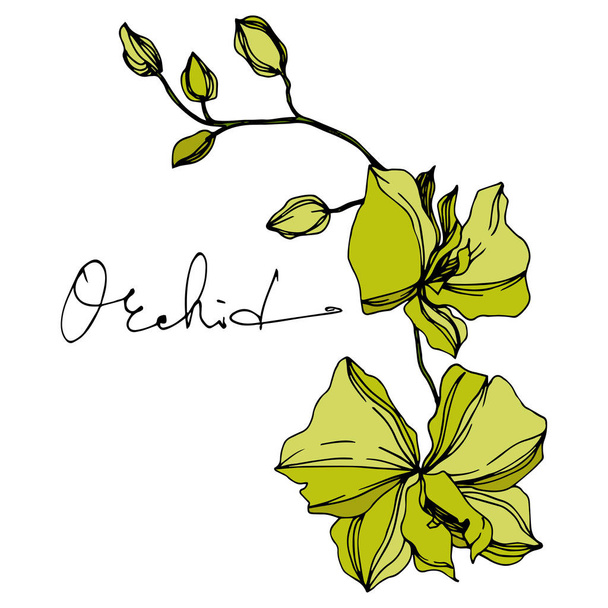 Цветки векторной орхидеи. Черно-белый рисунок чернил. Изолированный элемент иллюстрации орхидей
. - Вектор,изображение