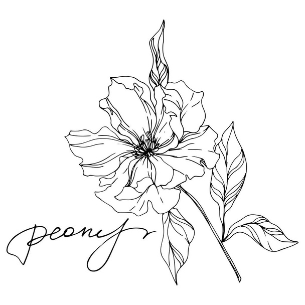 Peony floral botanical flowers. Black and white engraved ink art. Isolated peonies illustration element. - Vettoriali, immagini