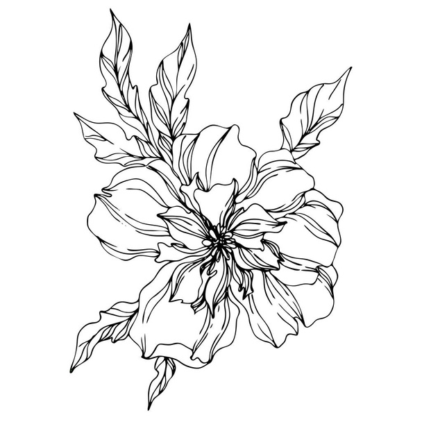 Ανθοφυίες λουλουδιών βοτανικών. Μαύρο και άσπρο χαραγμένο μελάνι τέχνης. Μεμονωμένο στοιχείο απεικόνισης παιώνιες. - Διάνυσμα, εικόνα
