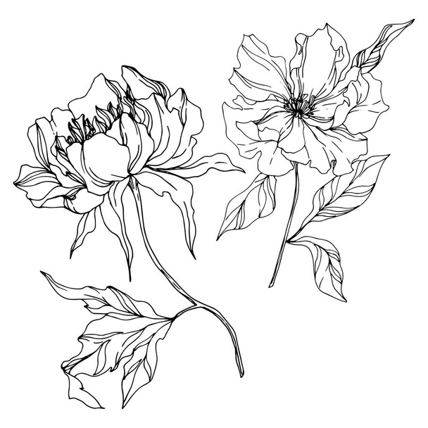 Peony floral botanical flowers. Black and white engraved ink art. Isolated peonies illustration element. - Vettoriali, immagini