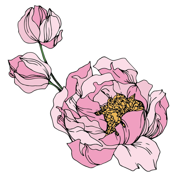 Peony floral botanical flowers. Black and white engraved ink art. Isolated peonies illustration element. - Vektör, Görsel