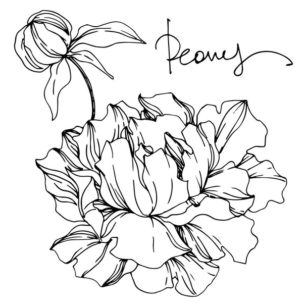 Peony floral botanical flowers. Black and white engraved ink art. Isolated peonies illustration element. - Vector, Imagen