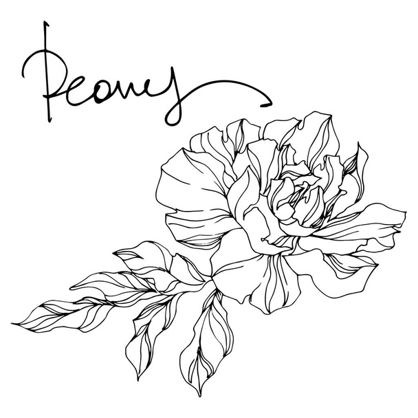 ピオニーの花の植物の花。黒と白の彫刻インクアート。孤立したピオニのイラスト要素. - ベクター画像