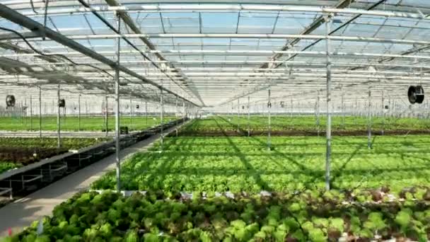 サラダが成長している現代の温室のインテリアのドローンショット - 映像、動画
