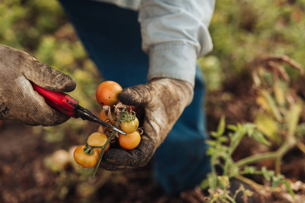 Puglia/Italië-augustus 2019: teelt van cherry tomaten in - Foto, afbeelding