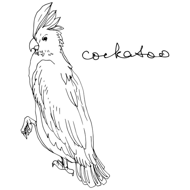 Vector Sky bird cockatoo in a wildlife. Black and white engraved ink art. Isolated parrot illustration element. - Vetor, Imagem
