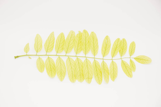 żółty Neon półprzezroczysty liść z niebieskim tłem - Zdjęcie, obraz