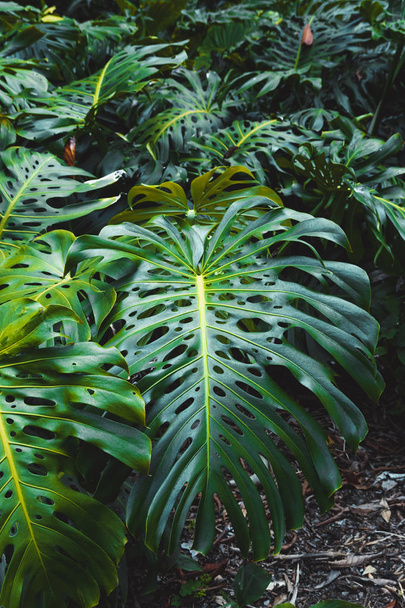 Monstera philodendron yeşil yaprakları, botanik bahçesinde büyüyen bitki, tropikal orman bitkileri, dökmeyen sarmaşıklar soyut arka plan. - Fotoğraf, Görsel