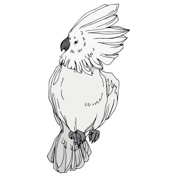 Vector Sky bird cockatoo in a wildlife. Black and white engraved ink art. Isolated parrot illustration element. - Vetor, Imagem