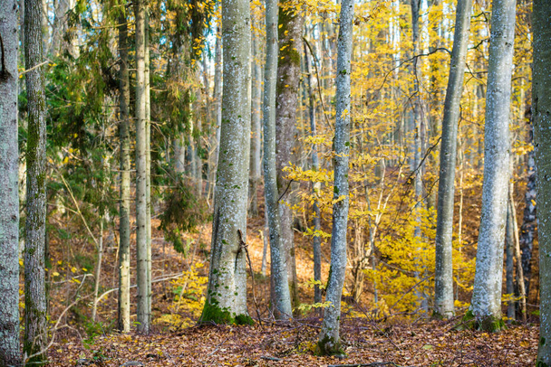 Un paesaggio forestale autunnale. Vista ravvicinata di faggi, foglie verdi e dorate, Germania
 - Foto, immagini