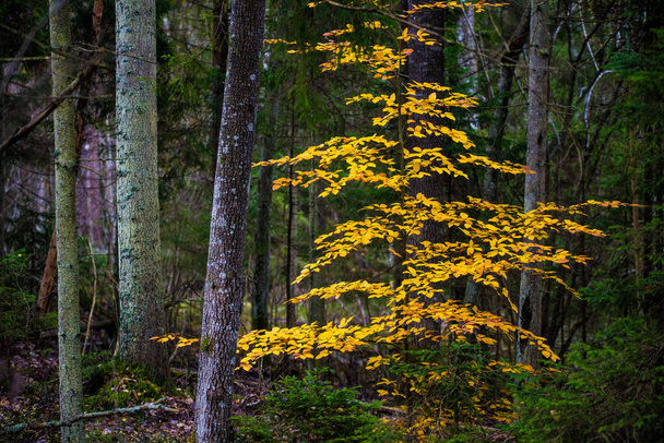 Осенний лесной пейзаж. Крупный план буковых деревьев, зеленых и золотых листьев, Германия
 - Фото, изображение