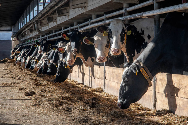 Ταΐζοντας αγελάδες στη φάρμα - Φωτογραφία, εικόνα