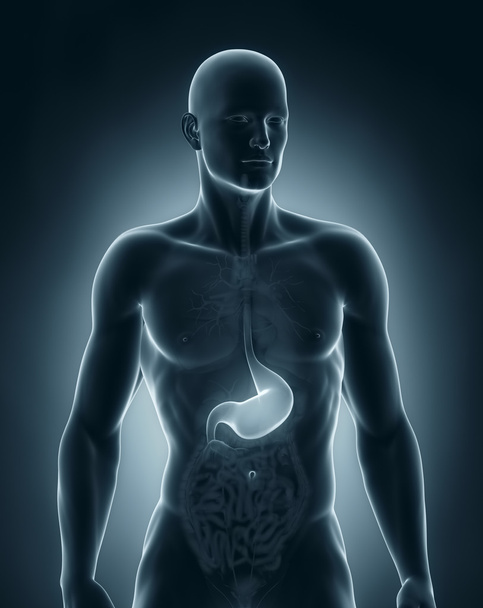 żołądek człowieka anatomia przedni widok - Zdjęcie, obraz