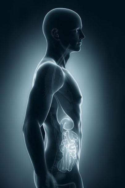 Анатомия мужской пищеварительной системы
 - Фото, изображение