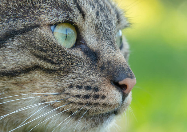 Кошка на охоте в траве. Кот прямо перед нападением
 - Фото, изображение