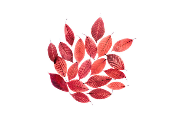 Átlátszó vörös levelei elszigetelt fehér alapon. - Fotó, kép