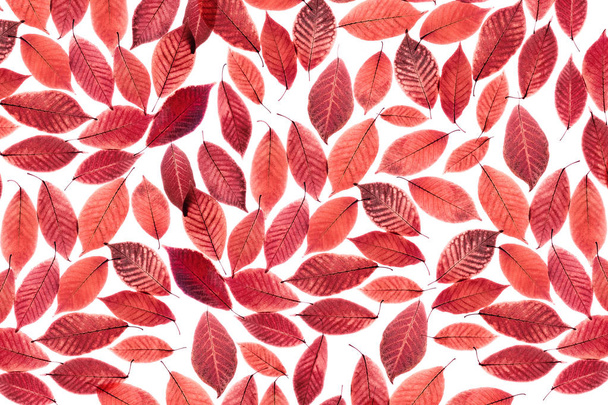 transparente rote Blätter auf isoliertem weißem Hintergrund. - Foto, Bild