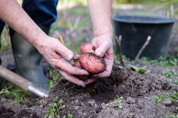 Органические домашние овощи собирают картофель. Человек показывает урожай
 - Фото, изображение