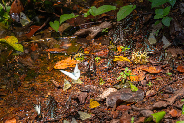 カオヤイ国立公園のラムタコン川のそばの森で食べ物を食べる蝶のグループ - 写真・画像