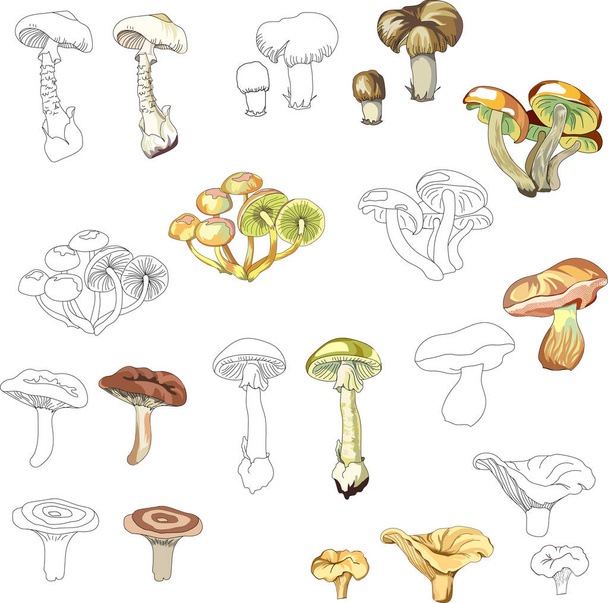 Una serie di funghi. Schizzo di contorno in bianco e nero e colorazione realistica. Funghi di foresta commestibili e velenosi. Illustrazione vettoriale
 - Vettoriali, immagini