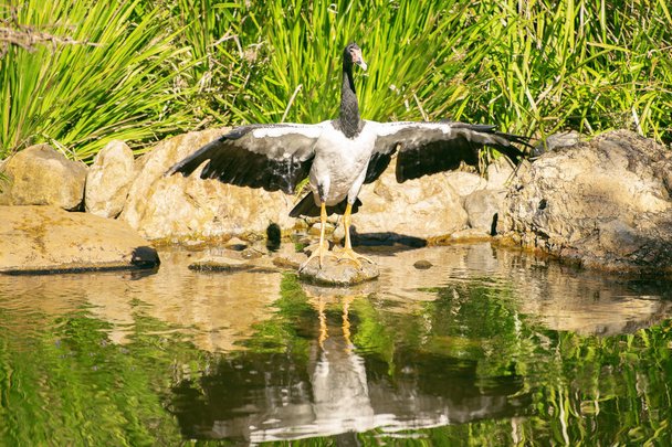 Magpie Goose out in nature - Fotó, kép