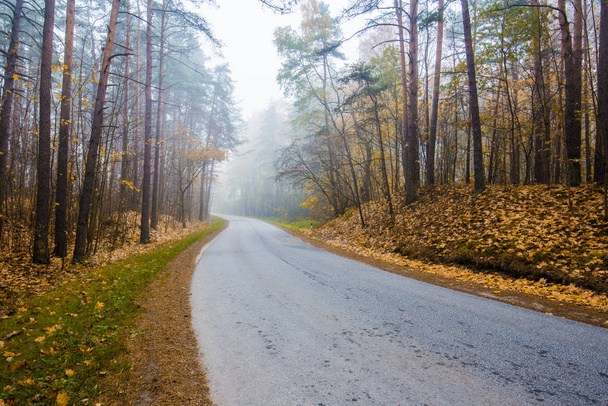 Foggy morning. A country asphalt road through the golden trees of the autumn forest, Latvia - Foto, imagen