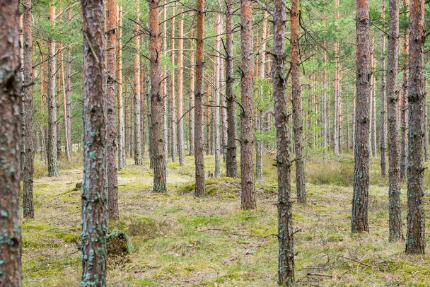 Θέα του πευκόφυτο δάσους σε μια συννεφιασμένη ανοιξιάτικη μέρα, Λετονία - Φωτογραφία, εικόνα