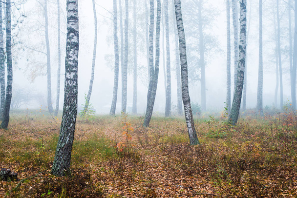 Uma névoa matinal na floresta, folhas verdes e douradas, bétulas close-up, Letónia
 - Foto, Imagem
