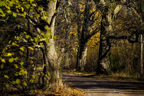 Старі дерева в парку в сонячний день осені, Латвія - Фото, зображення