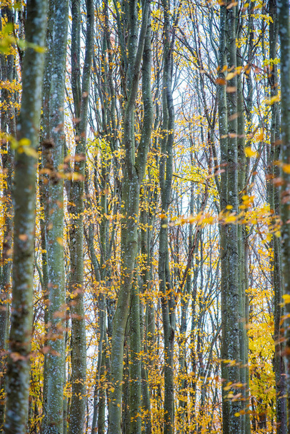 Een herfst boslandschap. Close-up uitzicht op beukenbomen, groene en gouden bladeren, Duitsland - Foto, afbeelding