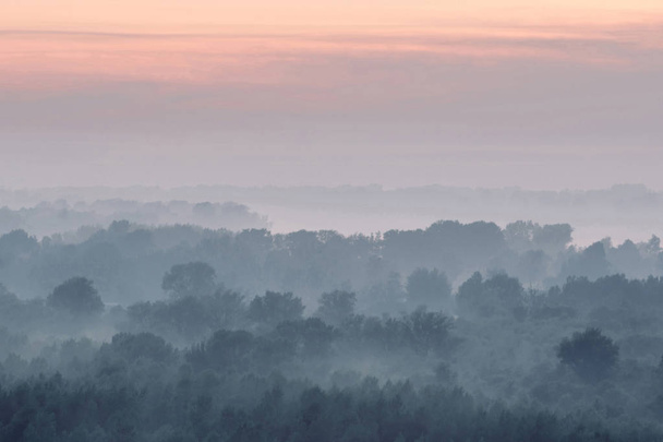 Μυστική άποψη για το δάσος κάτω από την ομίχλη νωρίς το πρωί. Μυστηριώδης ομίχλη μεταξύ στρωμάτων από σιλουέτες δέντρων στην Τάιγκα κάτω από τον ουρανό της αυγής. Ατμοσφαιρικό μινιμαλιστικό τοπίο μαγευτικής φύσης σε ξεθωριασμένους μπλε τόνους - Φωτογραφία, εικόνα