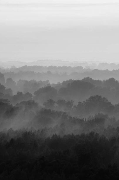 Mistyczny widok na Las pod mgłą na wczesnym rankiem. Eerie mgła wśród warstw z drzew sylwetki w Taiga w czerni. Spokojny, minimalistyczny, monochromatyczny krajobraz z majestatycznym charakterem. - Zdjęcie, obraz