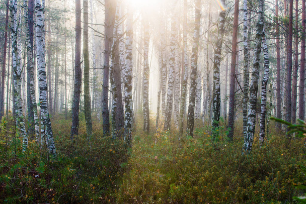 Reggel napfény. Berch fák a zöld erdőben, közeli, cenas tirelis, Lettország - Fotó, kép