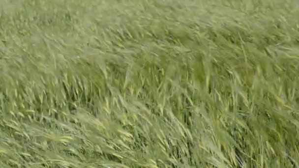 Wheat grain while moving like sea waves - Záběry, video