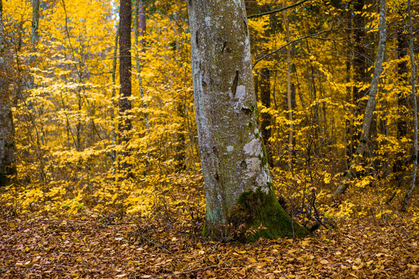 An autumn forest landscape. Close-up view of beech trees, green and golden leaves, Germany - Photo, Image