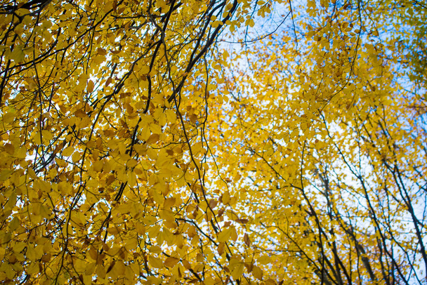 Őszi erdei táj. Közelközeli kilátás bükkfák, zöld és arany levelek, Németország - Fotó, kép