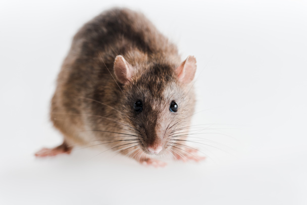 selective focus of small and fluffy rat isolated on white  - Fotó, kép