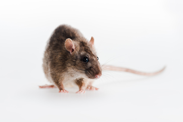 селективный фокус маленькой крысы, изолированной на белом
  - Фото, изображение